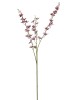 Haste de Orquídea 3D 0371-21