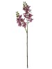 Haste de Orquídea 3D 0371-22