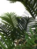 Árvore de Palmeira 0371-36