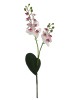 Haste de Orquídea 04527