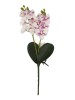 Haste de Orquídea 81452
