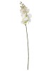 Haste de Orquídea 3D 87178