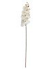 Haste de Orquídea Branca 3D 87222