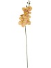 Haste de Orquídea A9373
