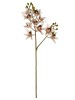 Haste de Orquídea Cymbidium 3D A9399-1