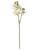 Haste de Orquídea Cymbidium Branca 3D A9399-2