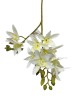 Haste de Orquídea Cymbidium Branca 3D A9399-2