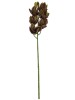 Haste de Orquídea Cymbidium Café E.V.A A9400-4