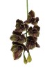 Haste de Orquídea Cymbidium Café E.V.A A9400-4