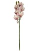 Haste de Orquídea Cymbidium Rosa E.V.A A9400-5