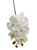 Haste de Orquídea Branca 3D B23-49